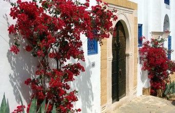 Sidi Bou Saïd : Le joyau caché de l’Afrique du Nord